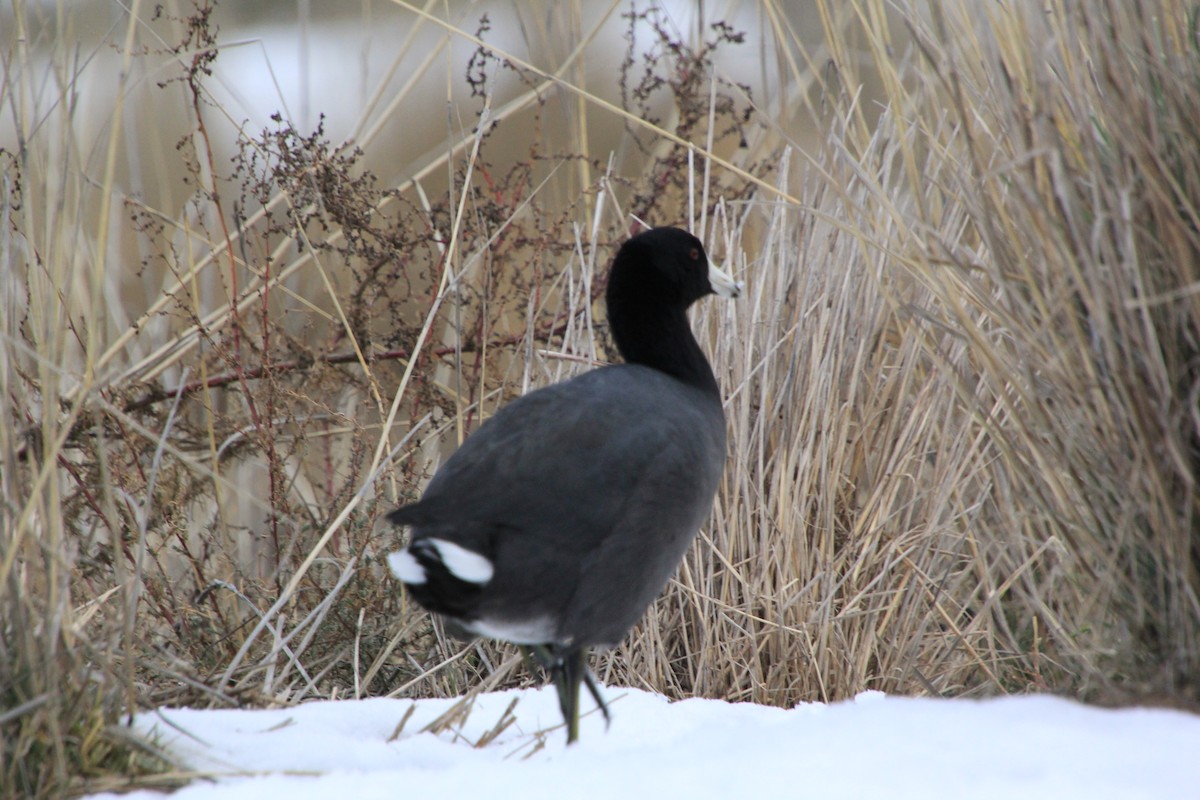 American Coot - Pauline Irish