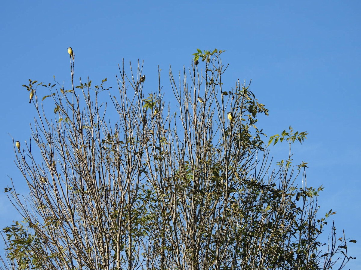 Tropical Kingbird - ML613397605