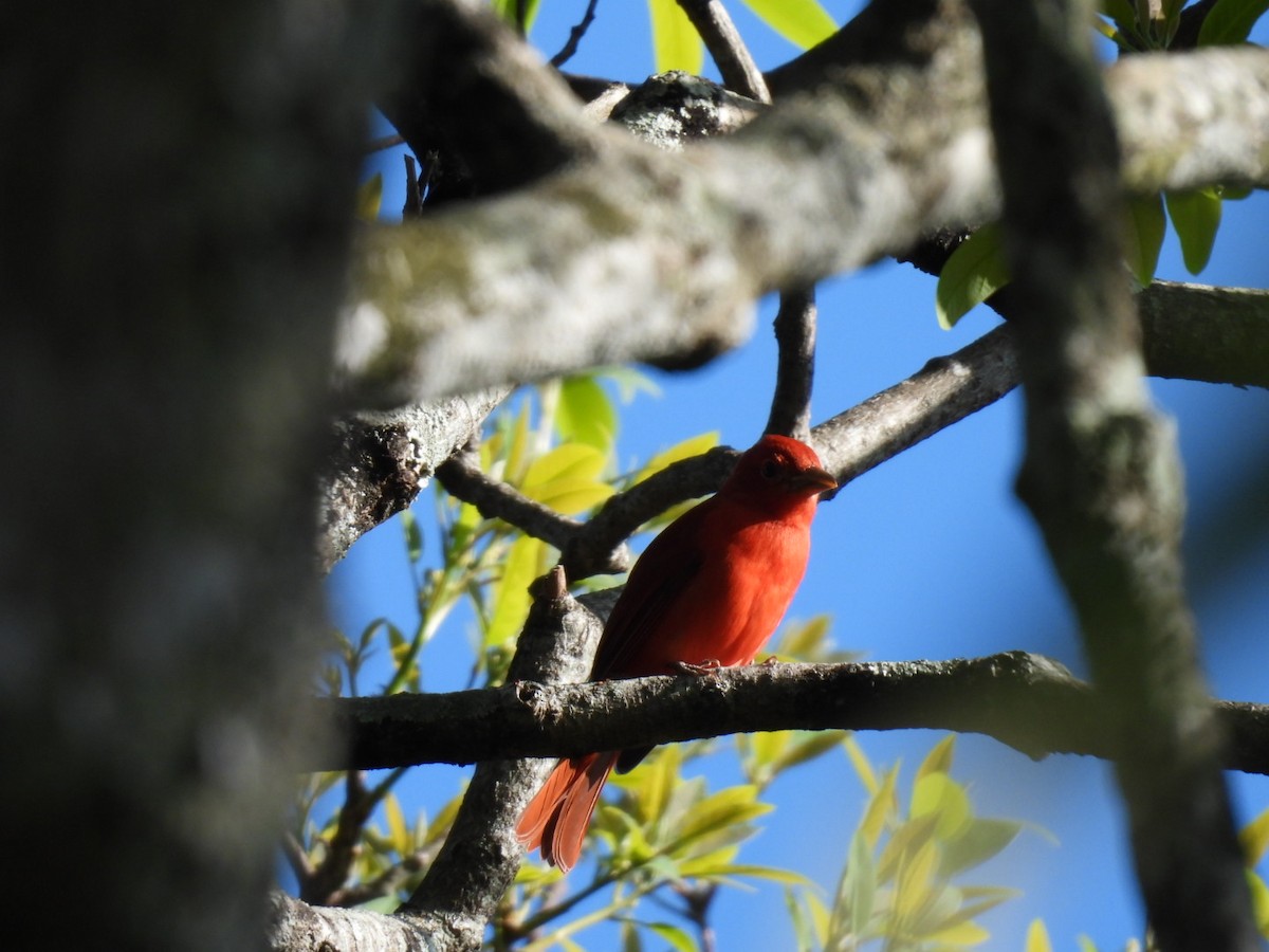 Summer Tanager - ML613397615