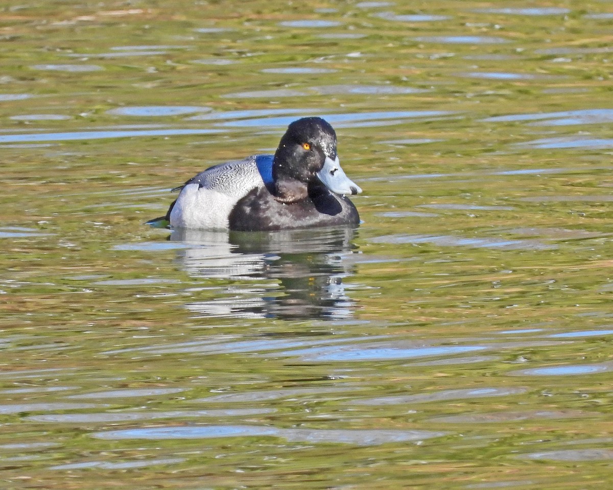 Lesser Scaup - ML613397638