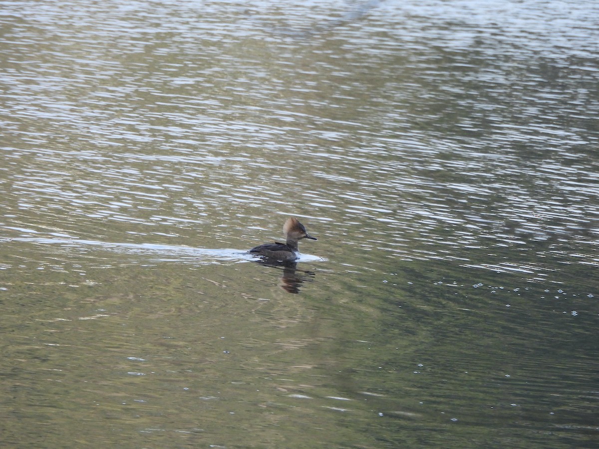 Hooded Merganser - ML613397670