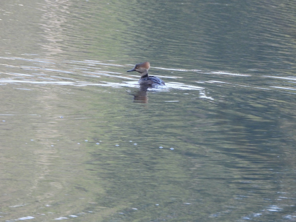 Hooded Merganser - ML613397671