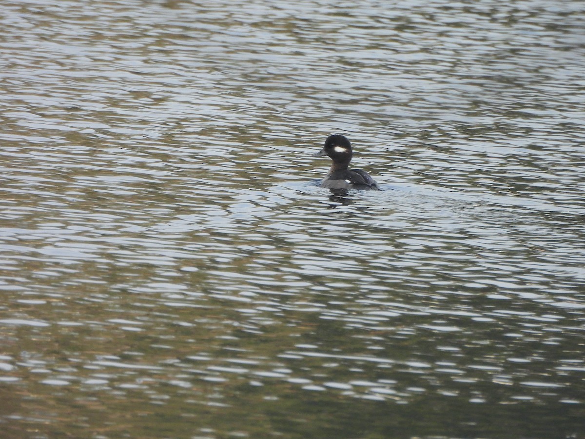 Bufflehead - ML613397685