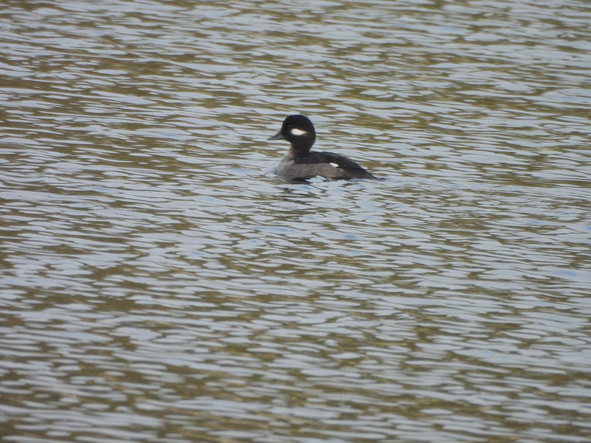 Bufflehead - ML613397697