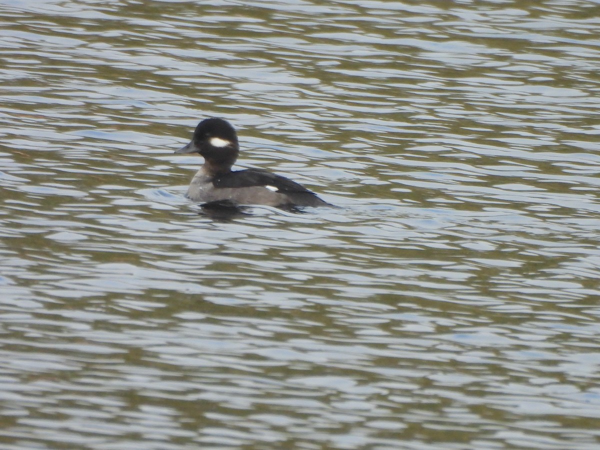 Bufflehead - ML613397706