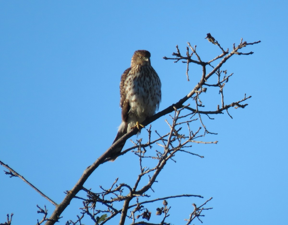 Cooper's Hawk - ML613397714