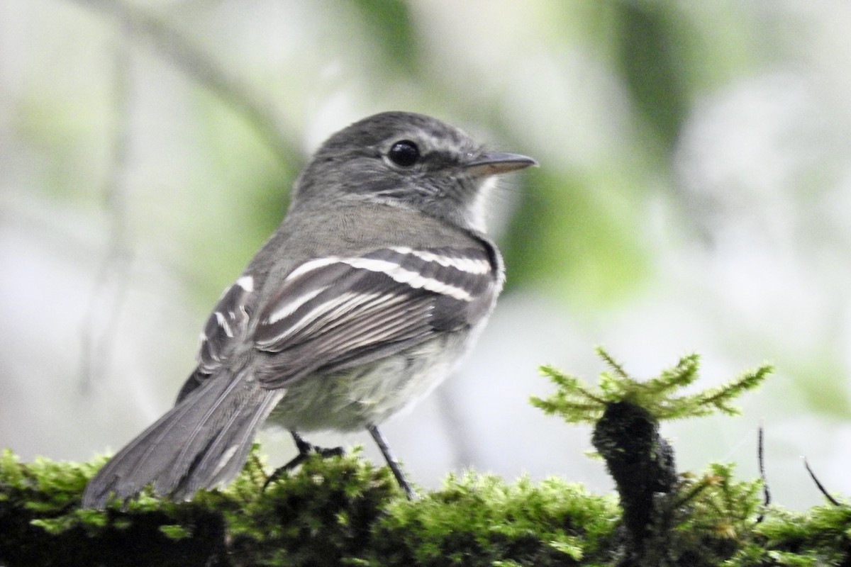 Gray-breasted Flycatcher - Antonio García Bravo - CORBIDI