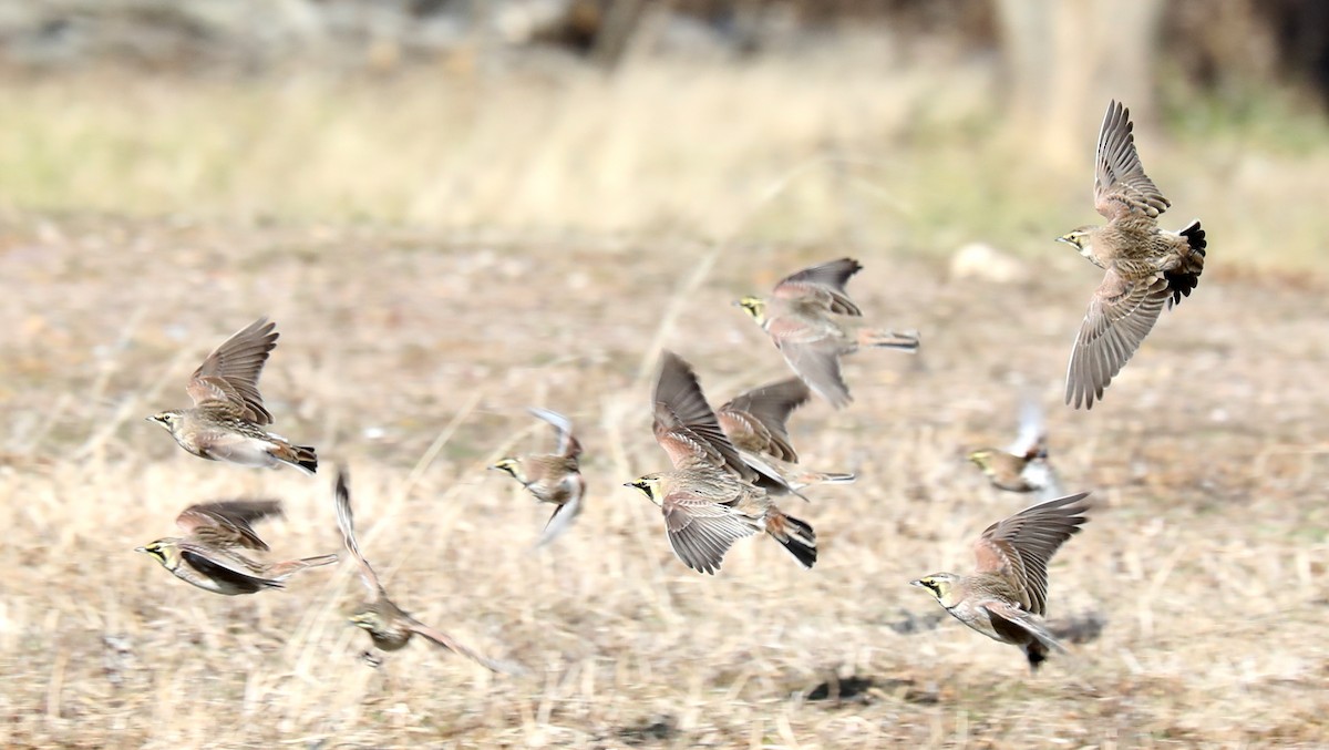 Horned Lark - ML613397731