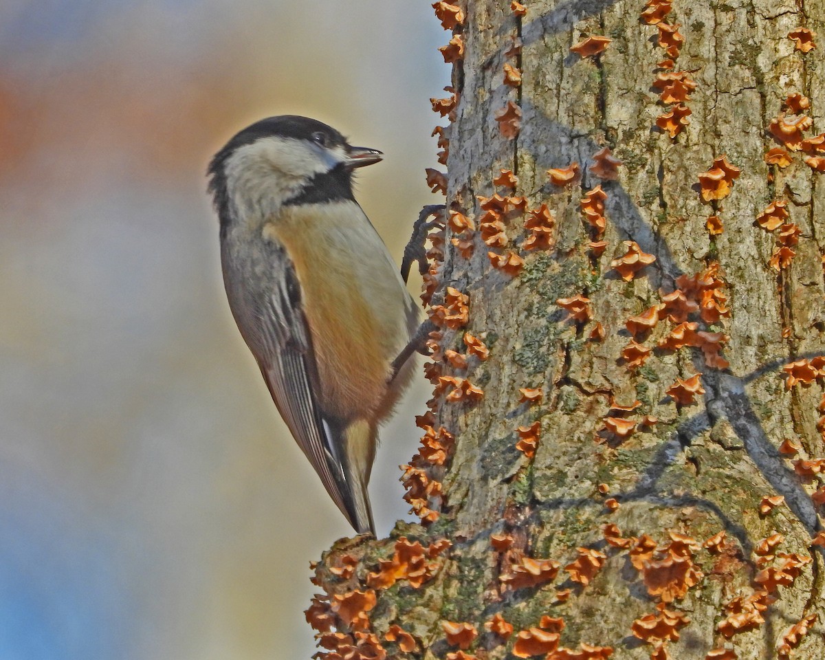 Carolina Chickadee - ML613397734