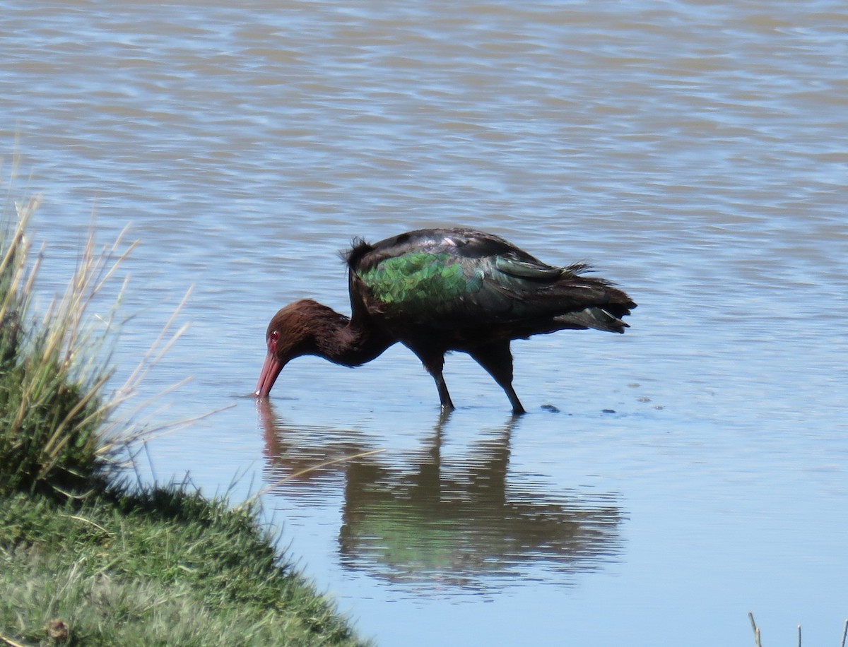 ibis andský - ML613397763