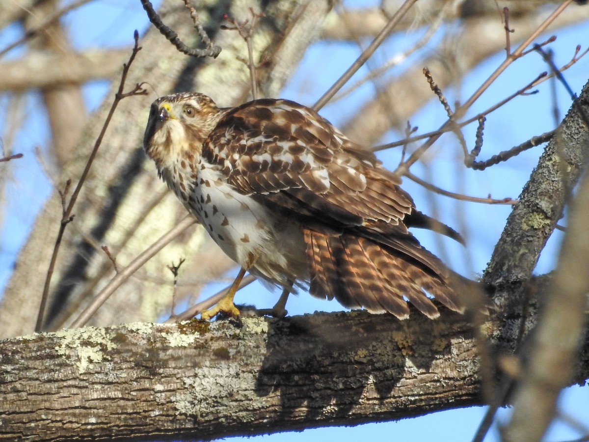 Red-shouldered Hawk - Robert O'Connell