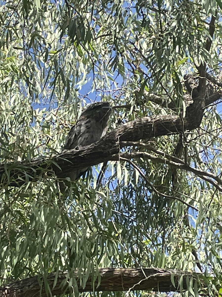 Tawny Frogmouth - Mark Tyler