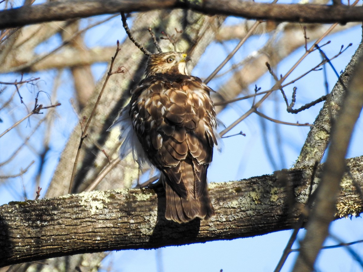 Red-shouldered Hawk - Robert O'Connell