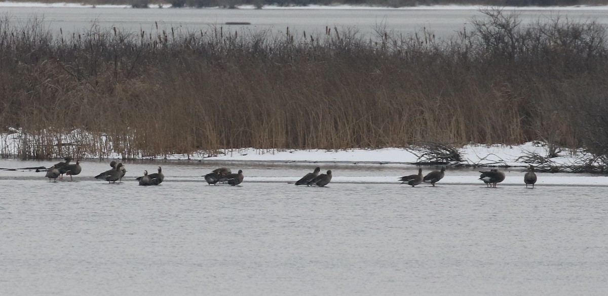 Greater White-fronted Goose - ML613397875