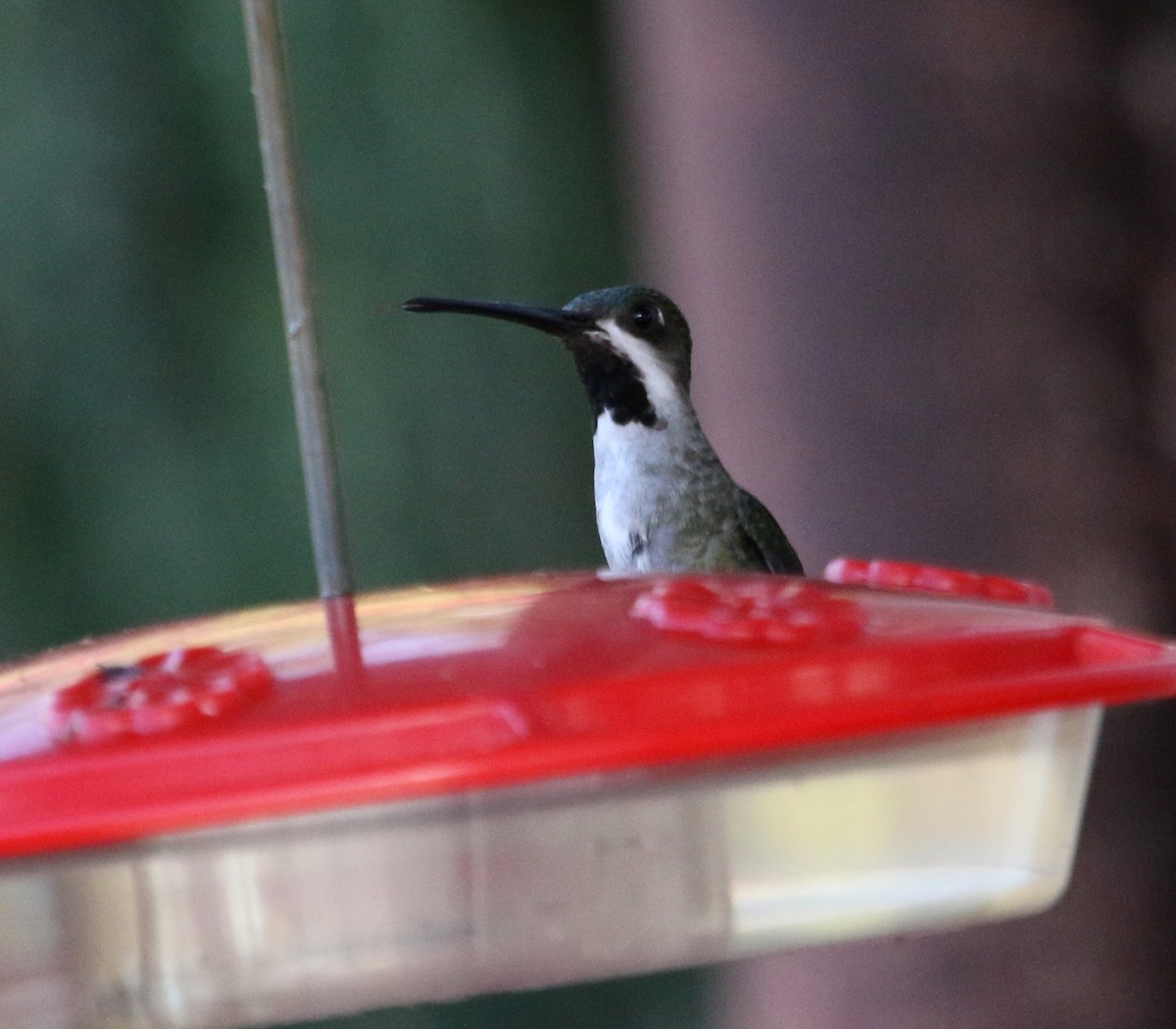 kolibřík hvězdohrdlý - ML613397928