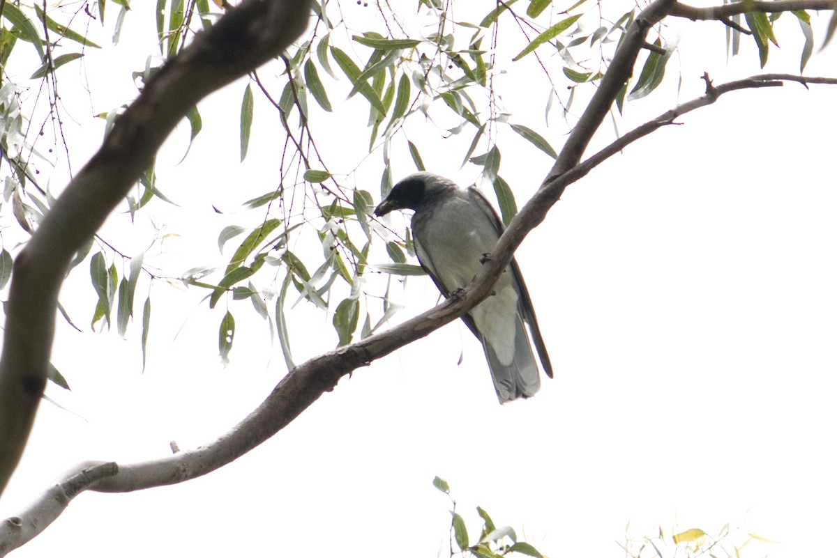 Black-faced Cuckooshrike - ML613398037