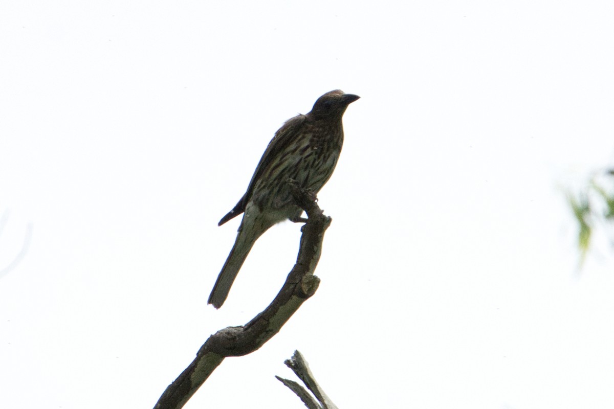 Australasian Figbird - ML613398045