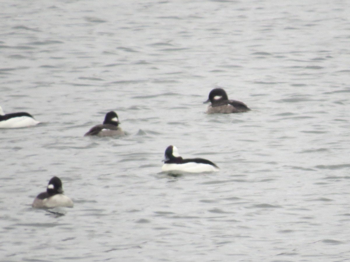 Bufflehead - ML613398118