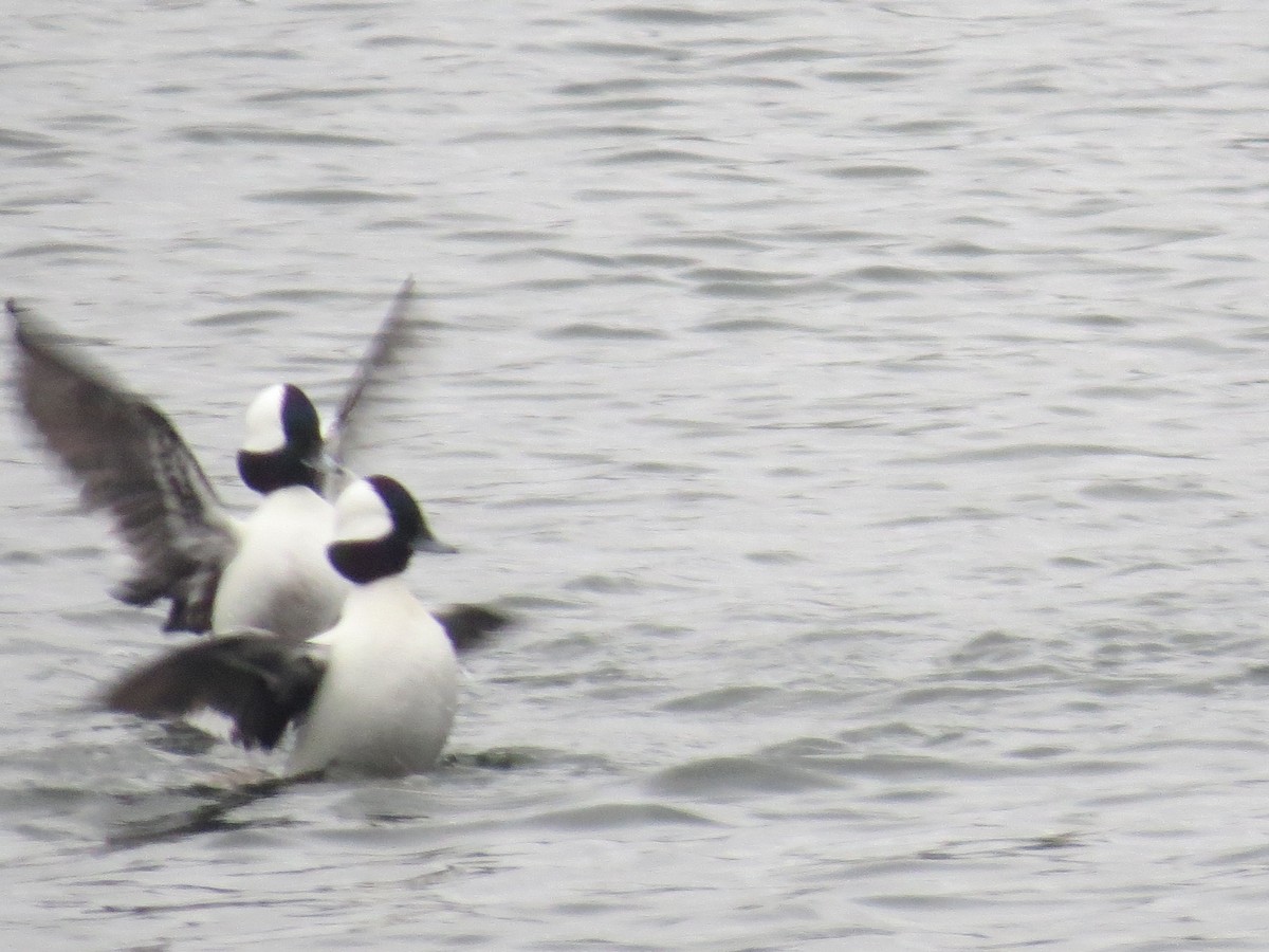 Bufflehead - ML613398121