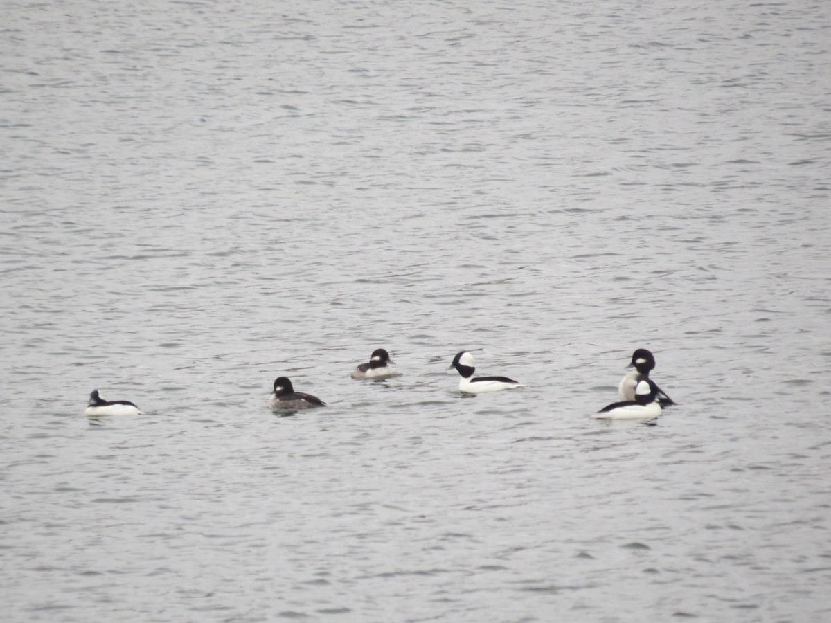 Bufflehead - ML613398135