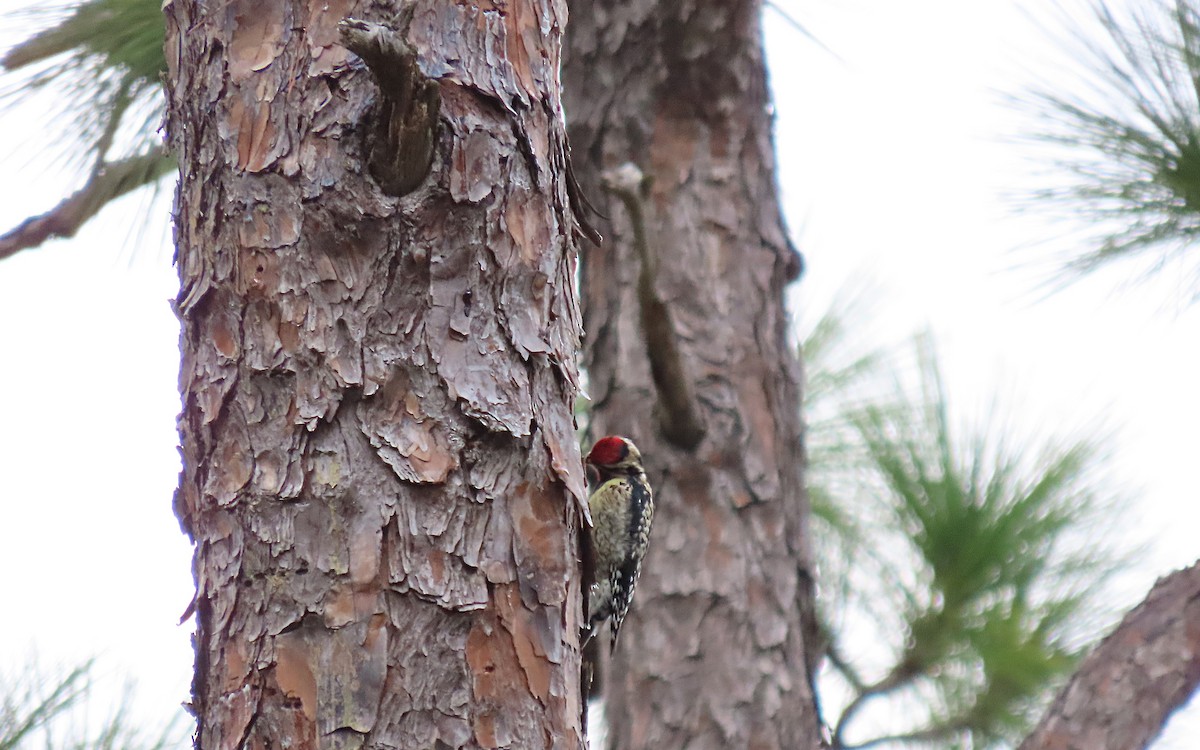 Yellow-bellied Sapsucker - ML613398193