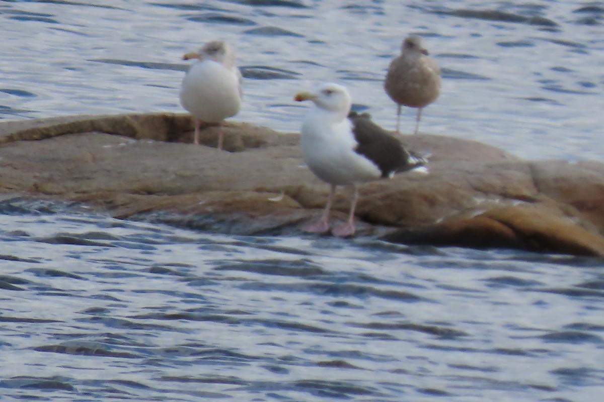 Great Black-backed Gull - Kathleen Rawdon