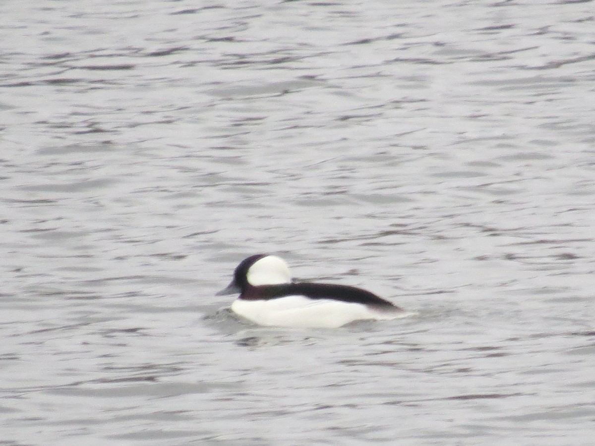 Bufflehead - ML613398240