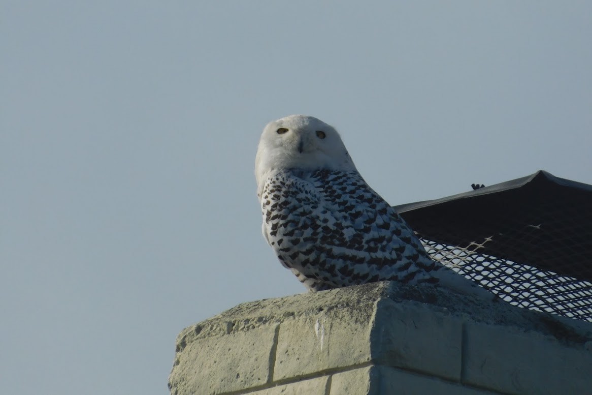 Snowy Owl - ML613398274