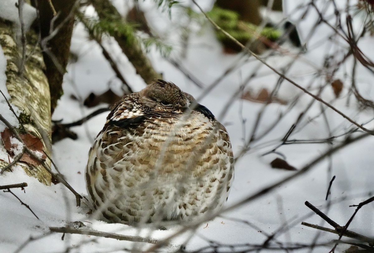 Ruffed Grouse - ML613398328