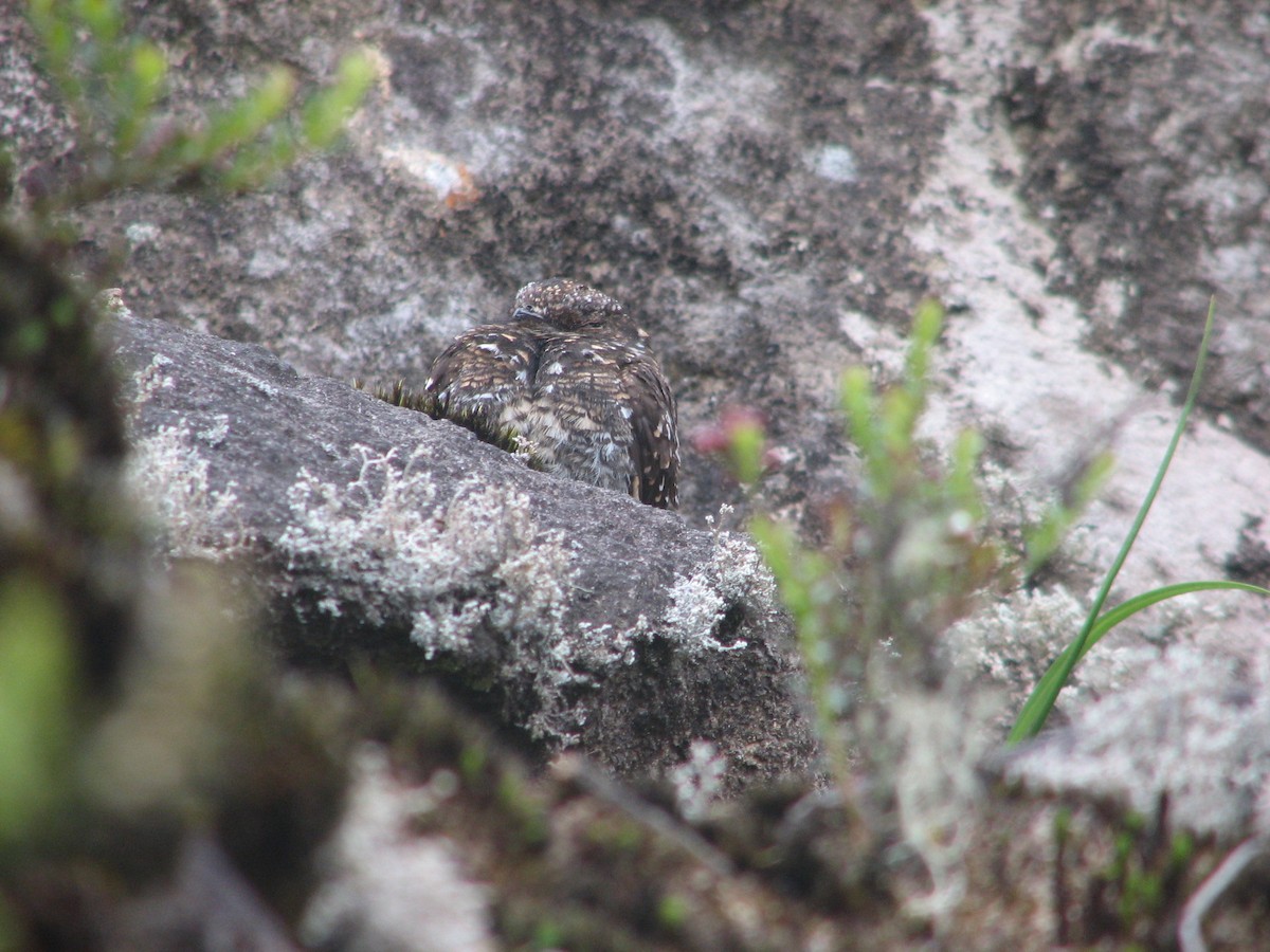 Band-winged Nightjar - ML613398339