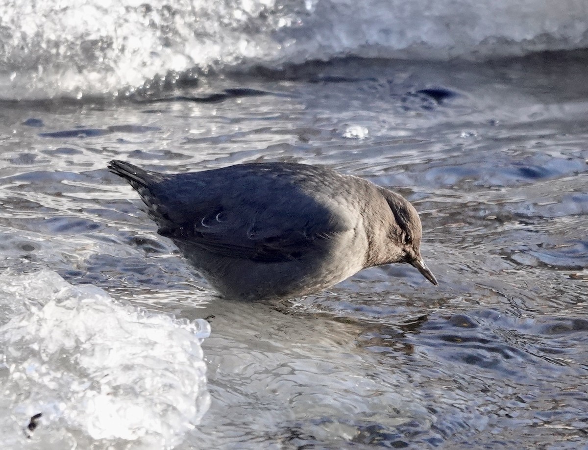 American Dipper - ML613398342