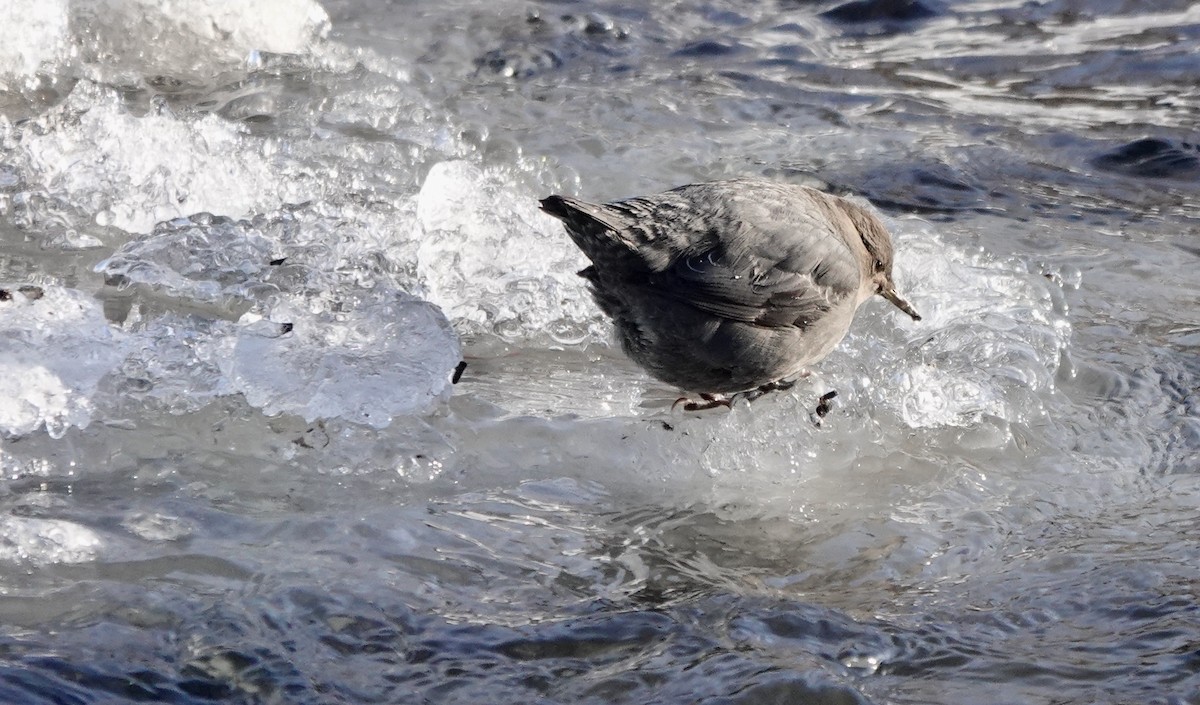 American Dipper - ML613398343