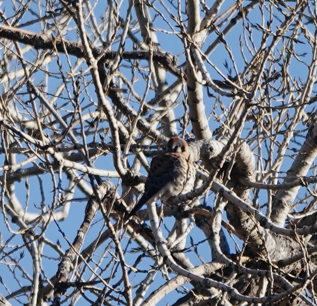 American Kestrel - ML613398346