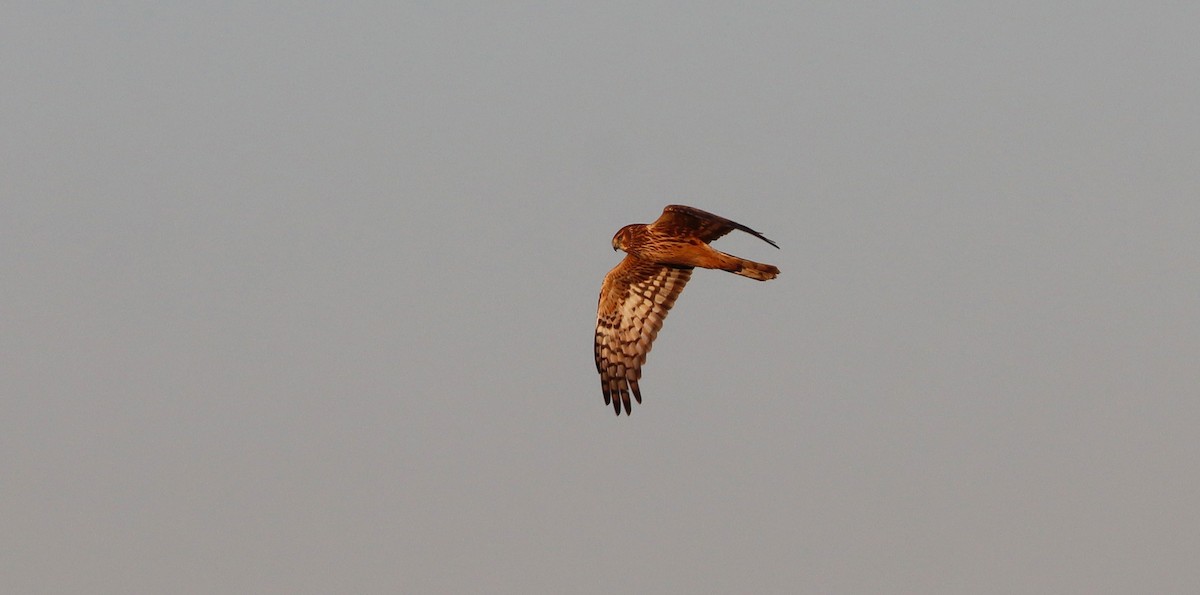 Northern Harrier - ML613398380