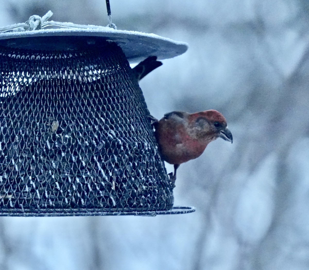 Red Crossbill - ML613398392