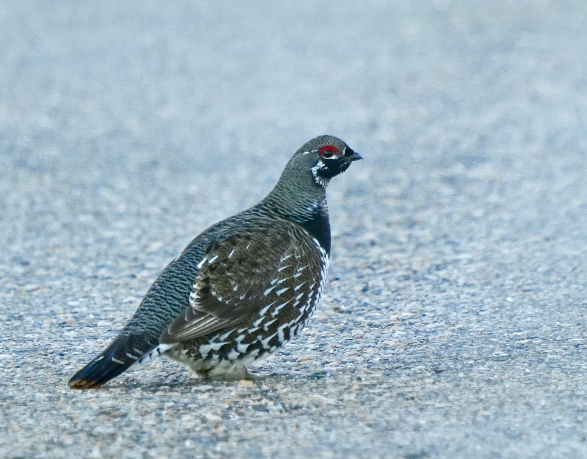 Spruce Grouse - Paul Friesen