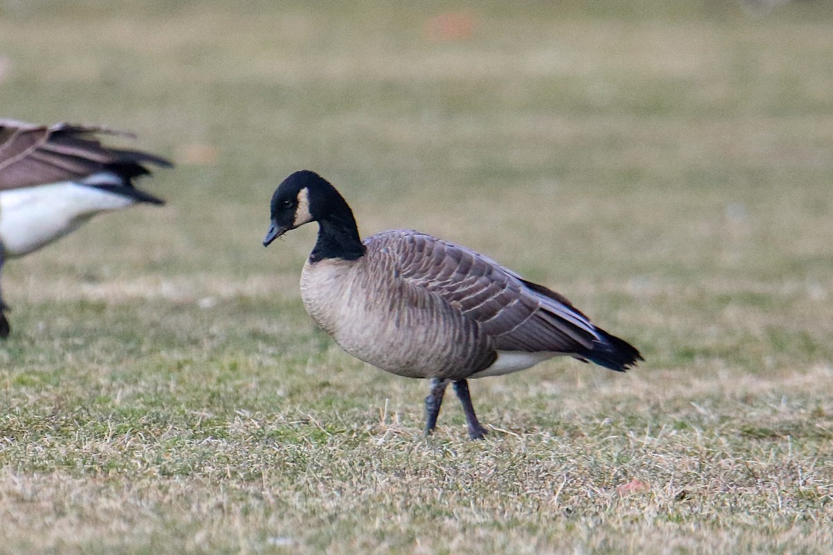 Cackling Goose - ML613398557