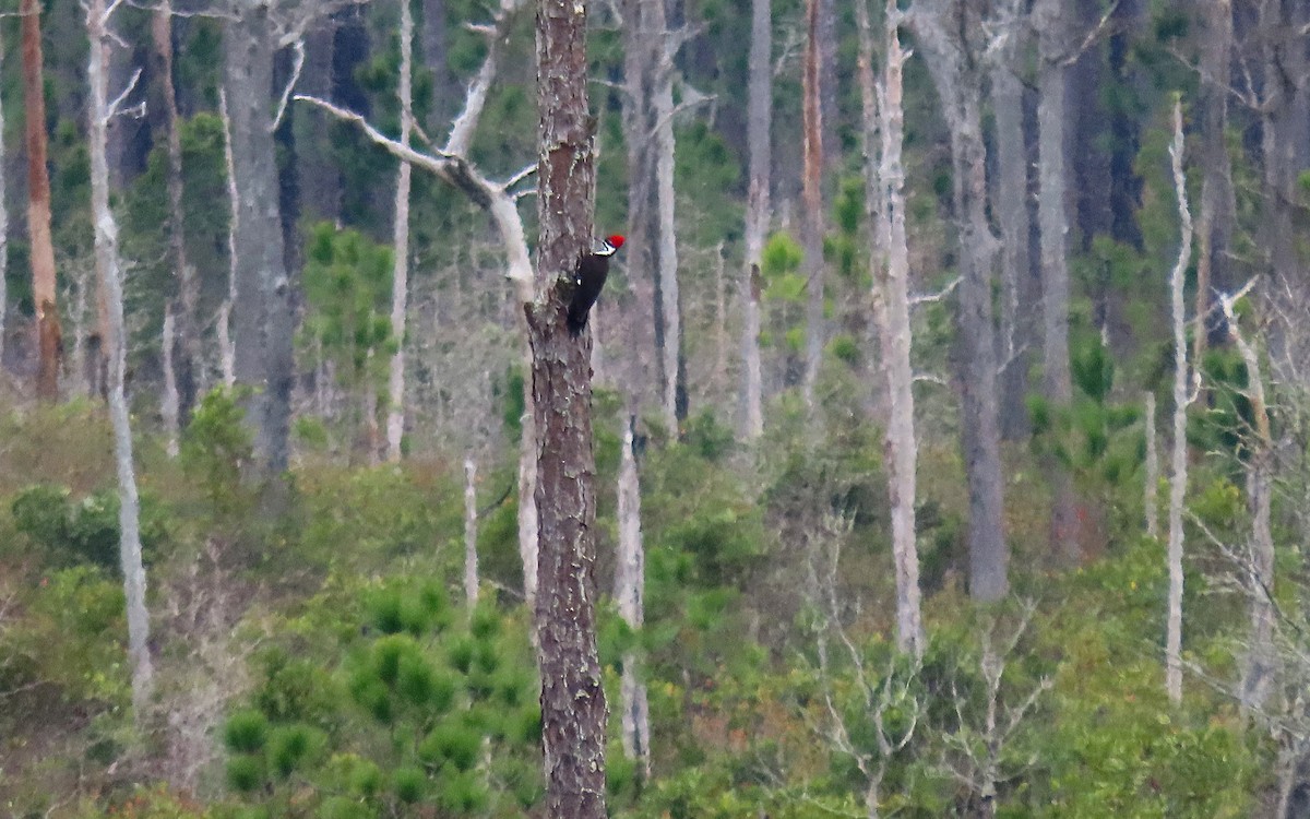 Pileated Woodpecker - ML613398594