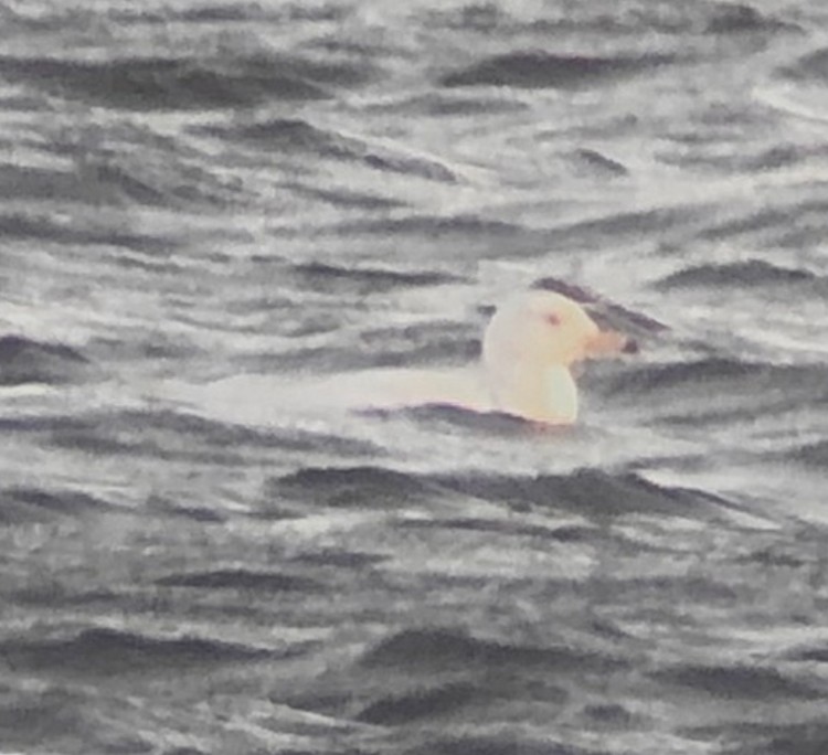 Glaucous Gull - KZ F