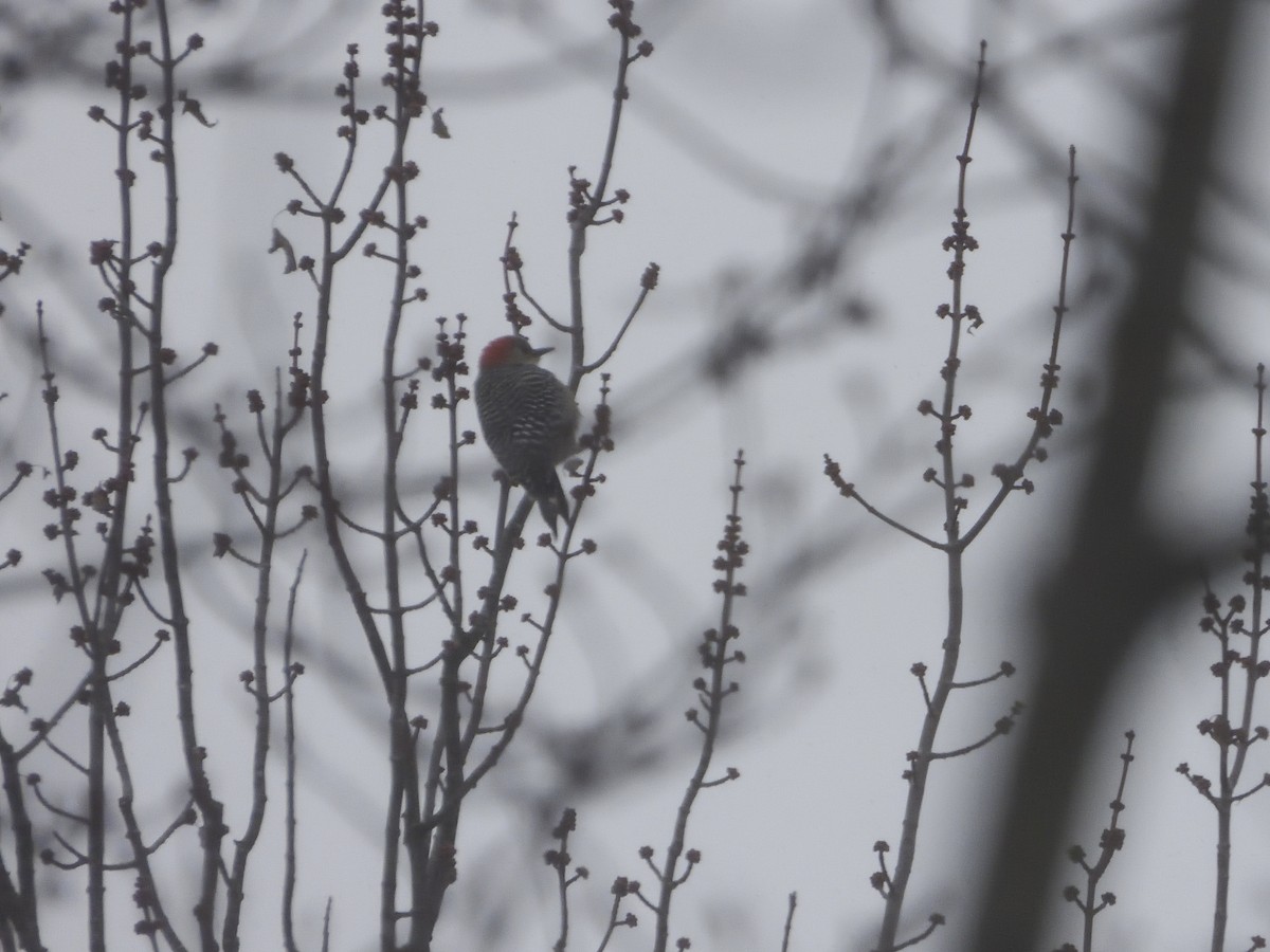 Red-bellied Woodpecker - ML613398618