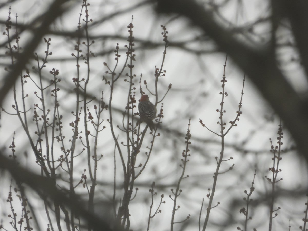 Red-bellied Woodpecker - ML613398620