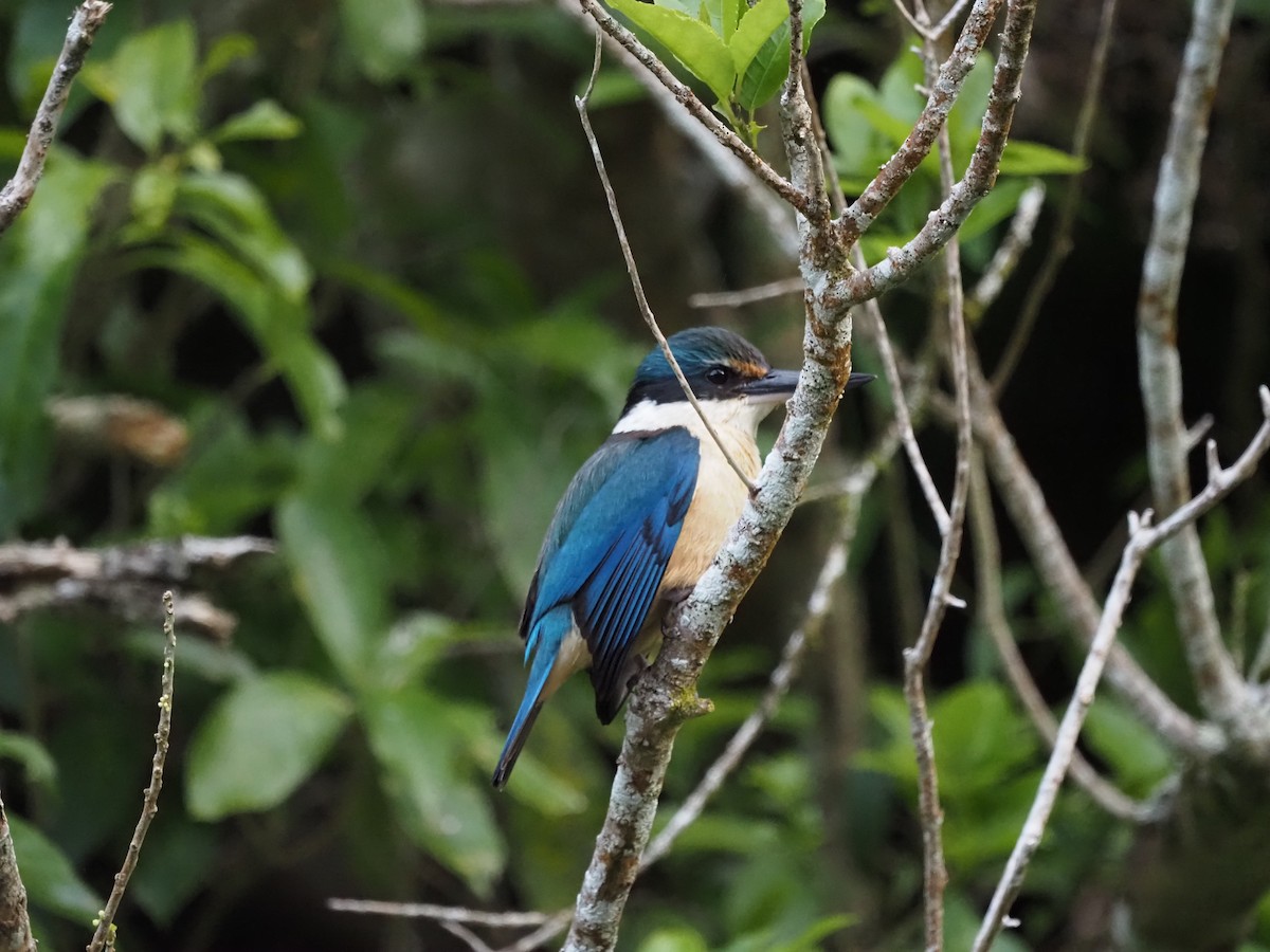 Sacred Kingfisher - ML613398676