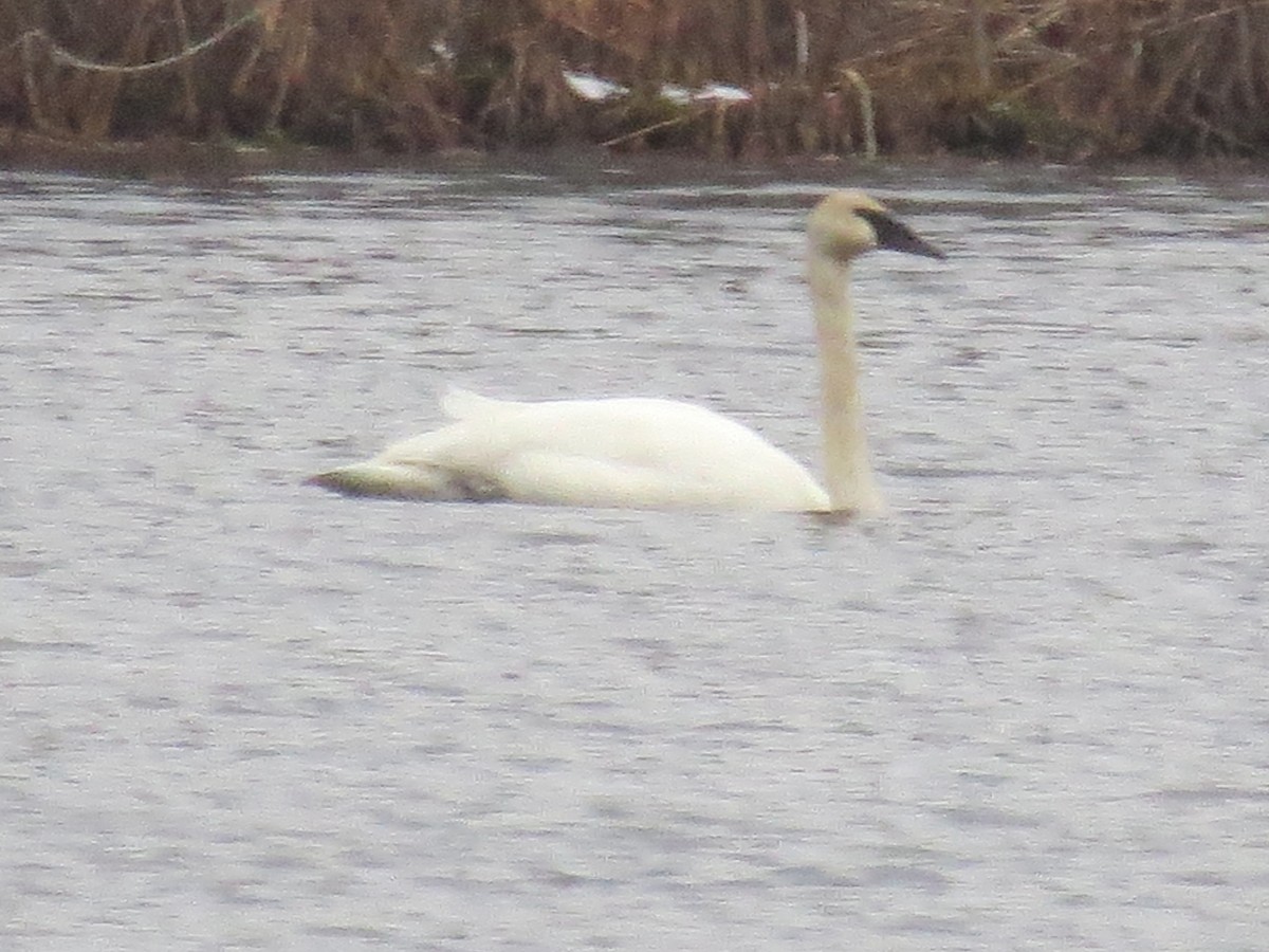 Trumpeter Swan - ML613398699