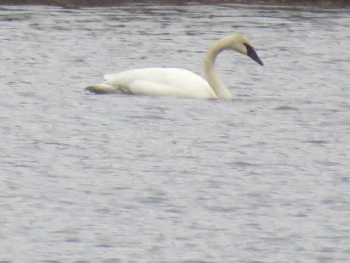 Trumpeter Swan - ML613398700