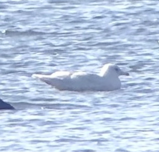 Glaucous Gull - ML613398704