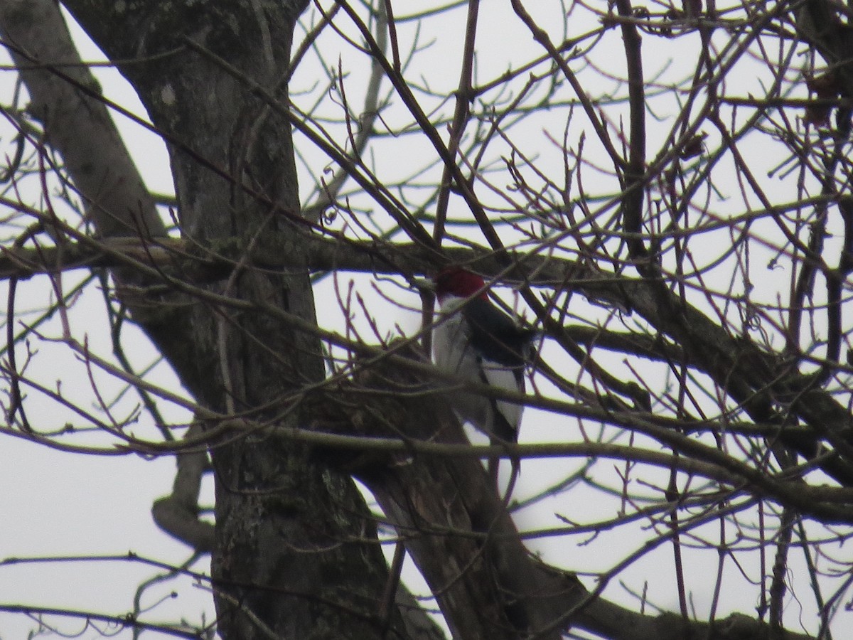 Red-headed Woodpecker - Ethan Maynard