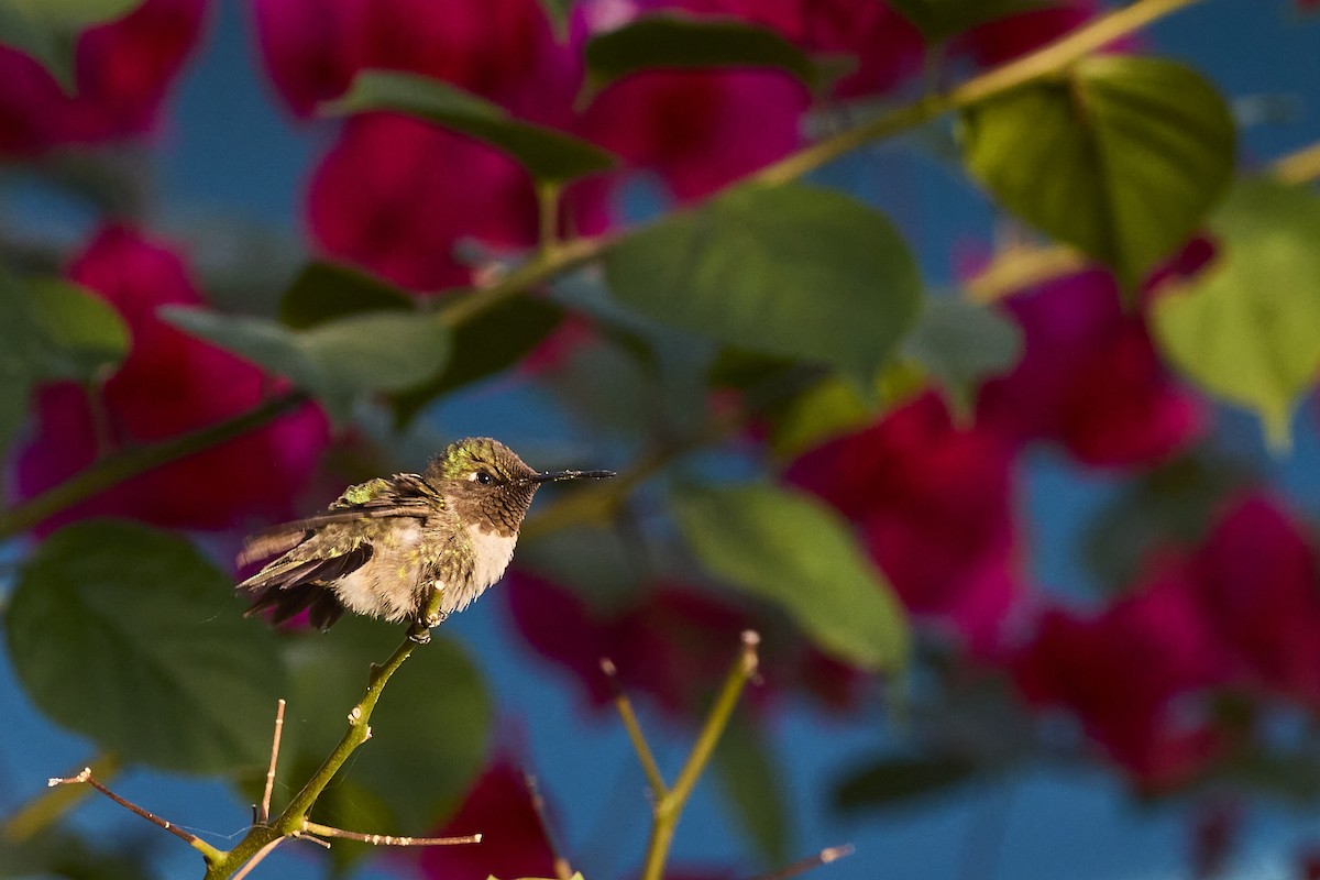 Ruby-throated Hummingbird - ML613398879