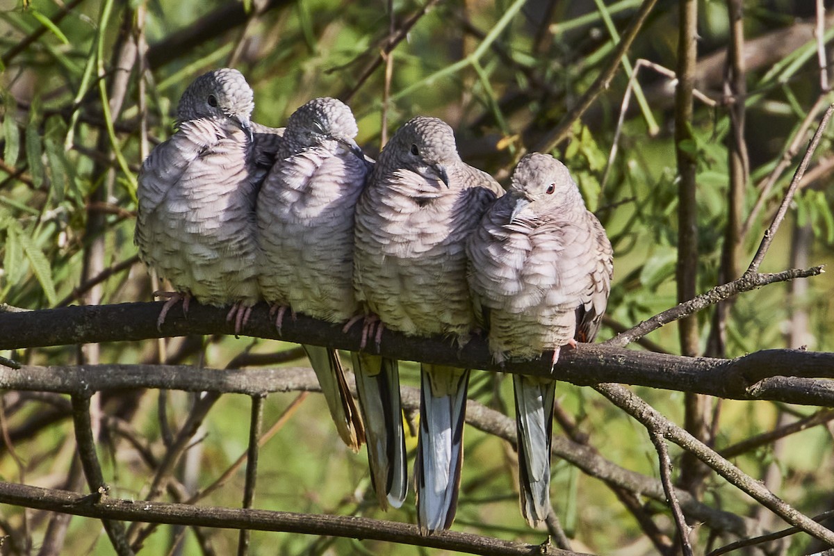 Inca Dove - ML613398916