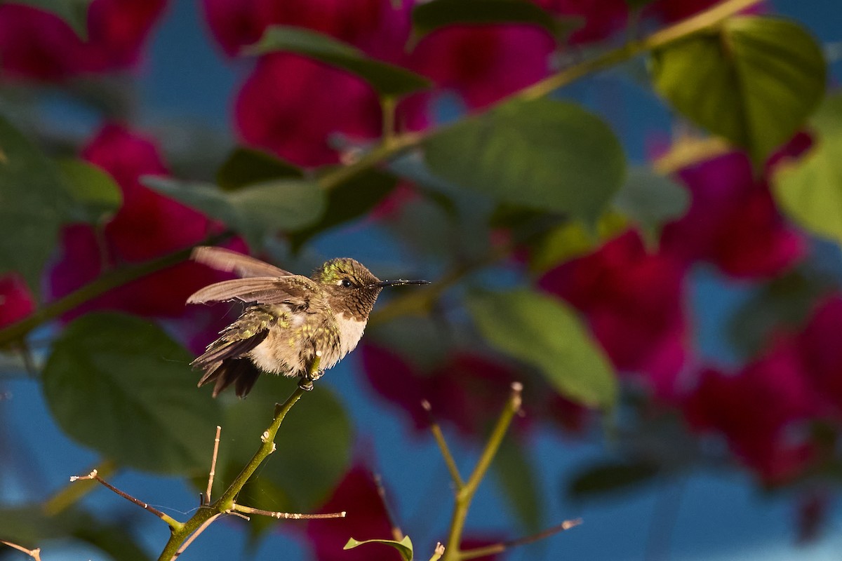 Ruby-throated Hummingbird - ML613398925