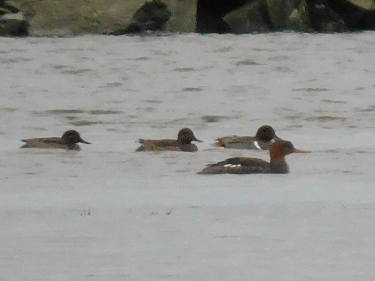 Red-breasted Merganser - ML613398937